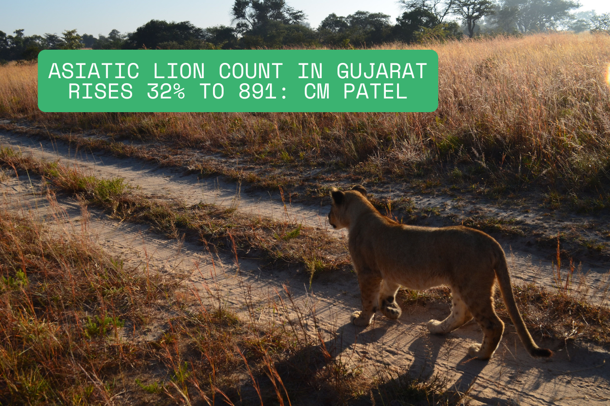 Asiatic Lion Count in Gujarat Rises 32% to 891: CM Patel blog image