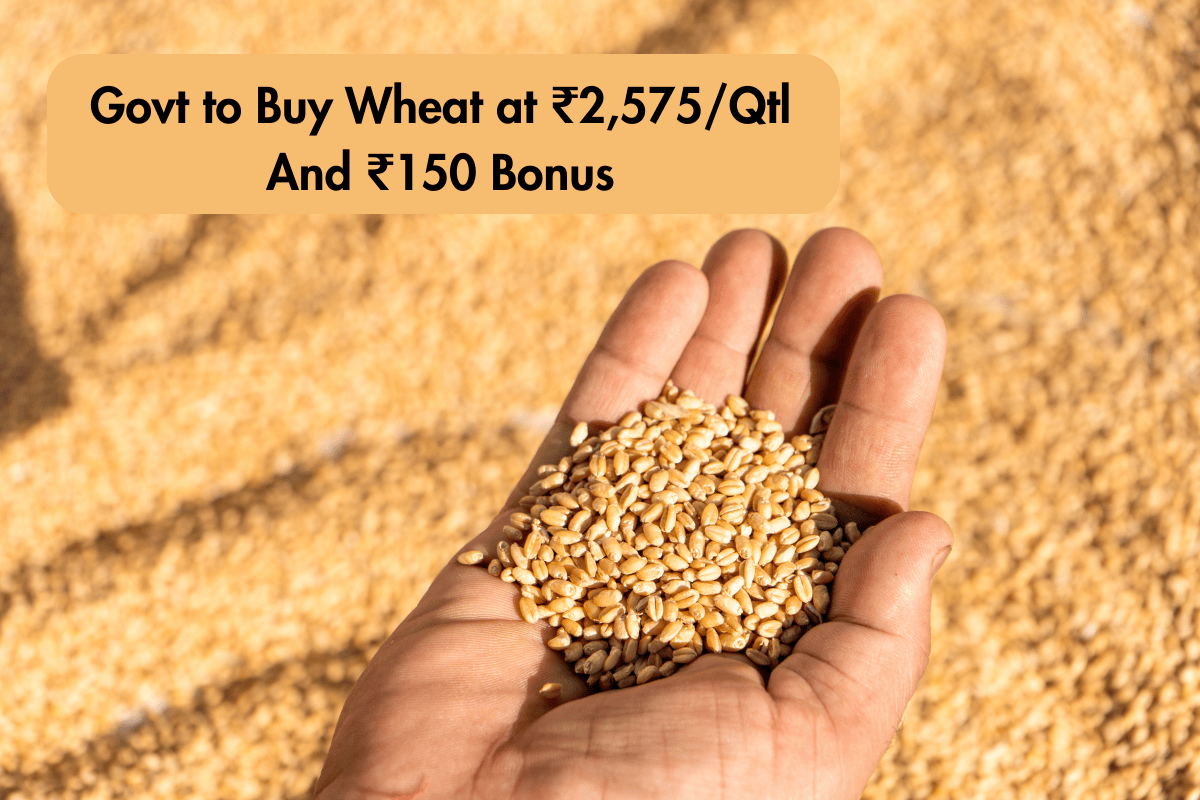 Gujarat Government to Buy Wheat at MSP + INR 150 Bonus